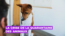 Il s'avère que les humains ne sont pas les seuls à subir des crises de la quarantaine