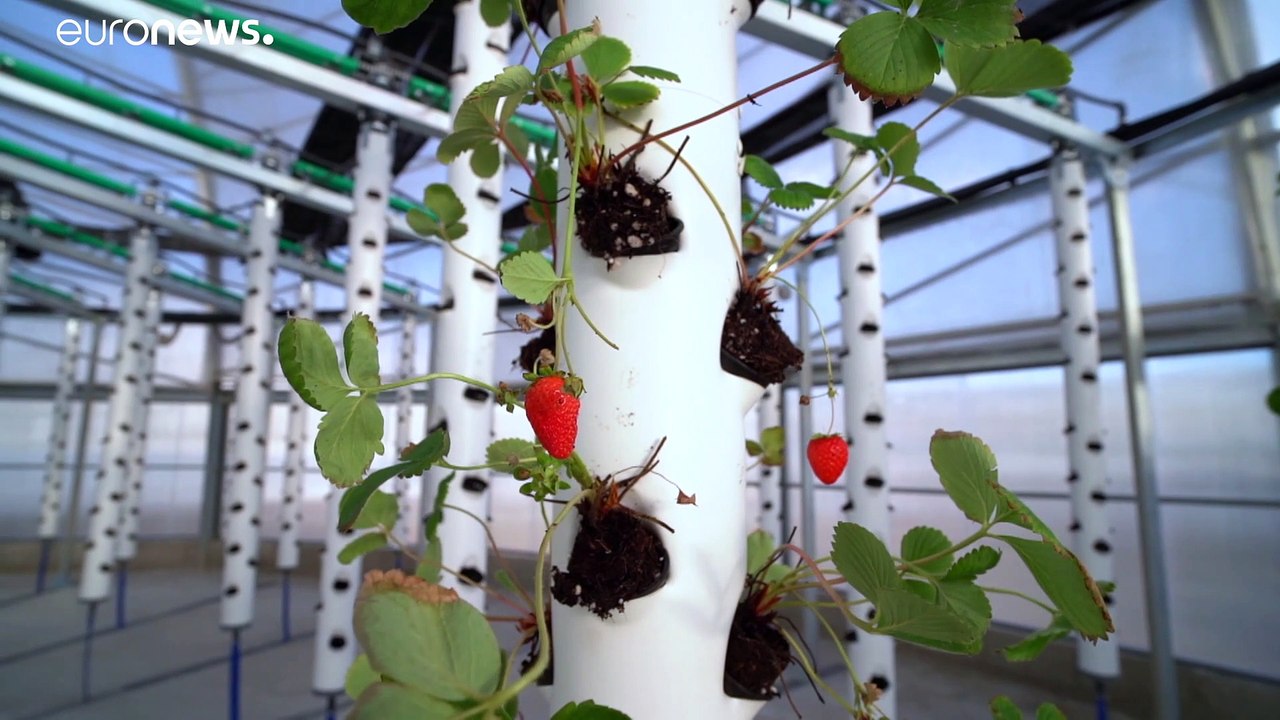 Lokale Landwirtschaft: Spanien machts möglich