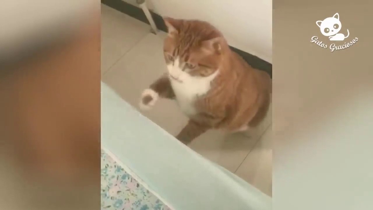Gatos Graciosos - Videos de Risa de Gatos Chistosos