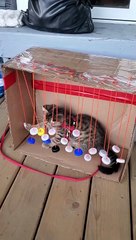 Kitty Plays With Homemade Toy