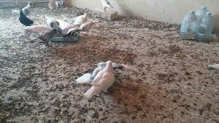 Feed the young birds