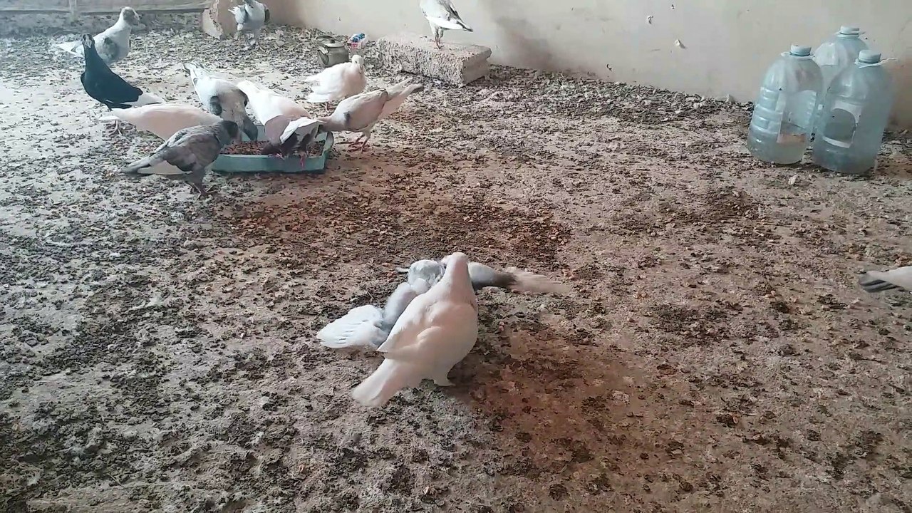Feed the young birds