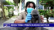 BBKSDA Provinsi Riau Terima 2 Primata Dilindungi dari Polisi