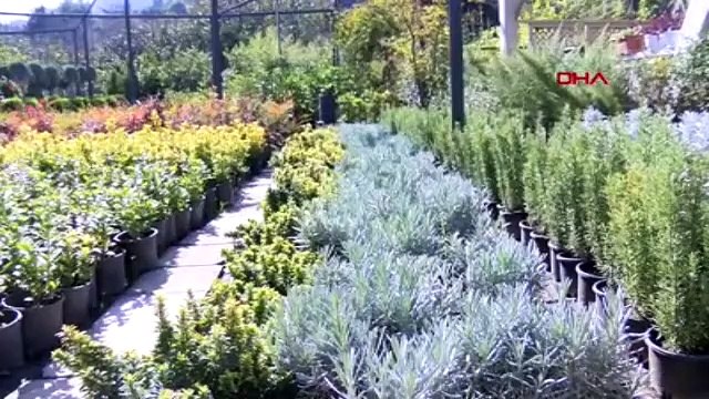 Kadıköylülerin başı kahverengi kokarca böceği ile dertte