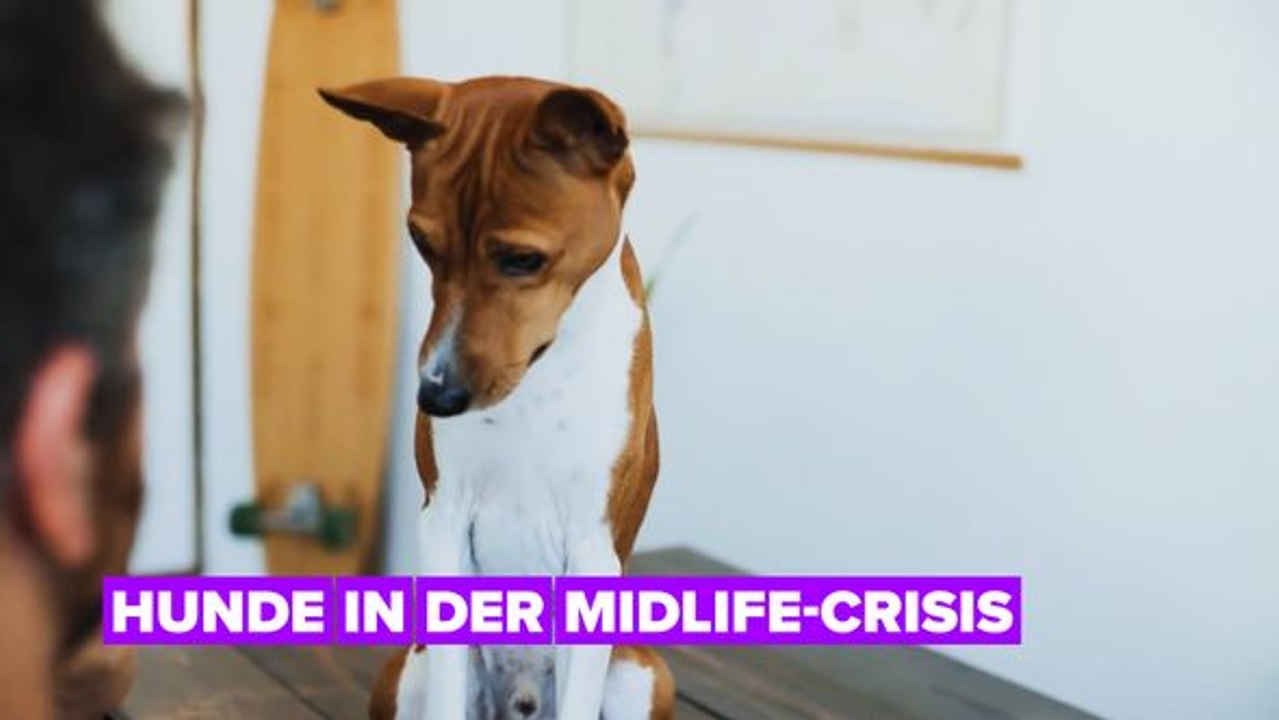 Auch Hunde bekommen eine Midlife-Crisis