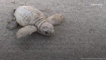 Exceedingly Rare White Sea Turtle Hatches From South Carolina Nest