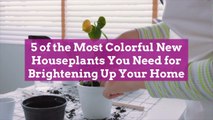5 of the Most Colorful New Houseplants You Need for Brightening Up Your Home