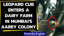 Mumbai: Leopard enters a dairy farm in Aarey colony, watch the video|Oneindia News