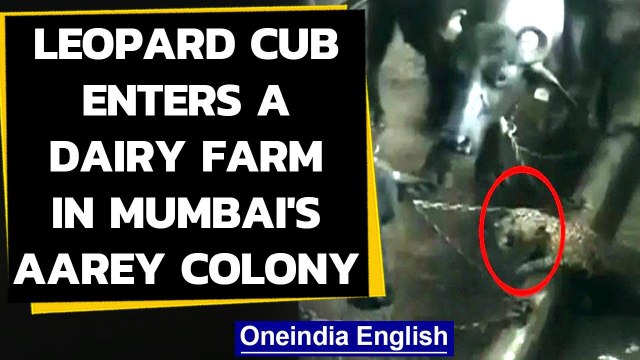 Mumbai: Leopard enters a dairy farm in Aarey colony, watch the video|Oneindia News