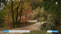 Ardèche : l'heure du retour d'estive est arrivée pour les troupeaux de brebis