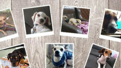 Receita Biscoito de Polvilho da Roça