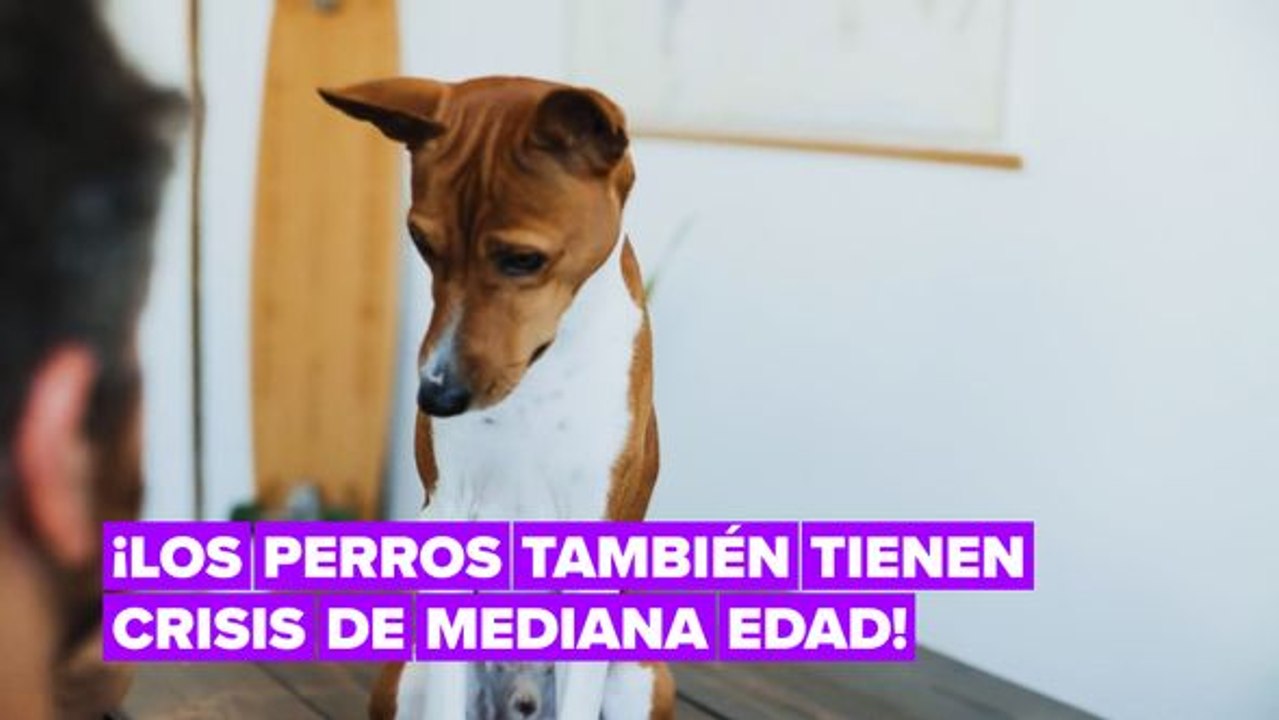 ¿Sabías que los perros también pueden pasar por una crisis de mediana edad?