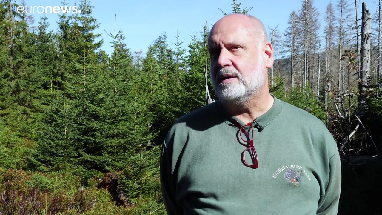 Dauerhitze und Dürre lassen deutsche Wälder sterben