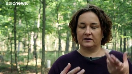 Plaga de escarabajos en Alemania