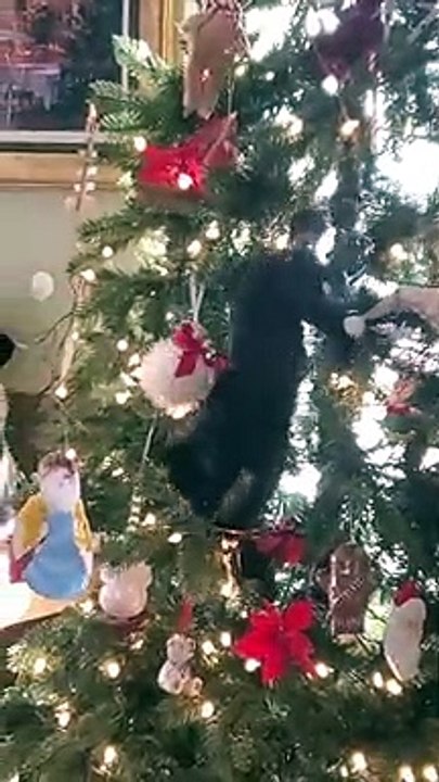 cat climbs all over decorated christmas tree - cat climbing christmas tree | christmas tree cat