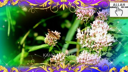 Subhanallah  Beautiful Naat / Nasheed |Mohd Haji Bin Mohd Ghouse  Bin Mohd Burhan |