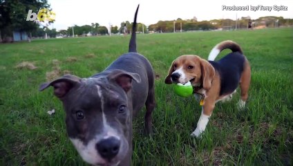 Puppy and Cat Make Unlikely Friends While in Social Isolation