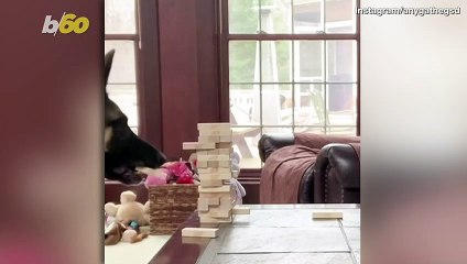 This German Shepherd Is Better at Playing This Game Than You