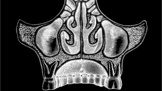 Hiding In Plain Sight? Scientists Discover Body Part No One Knew Existed