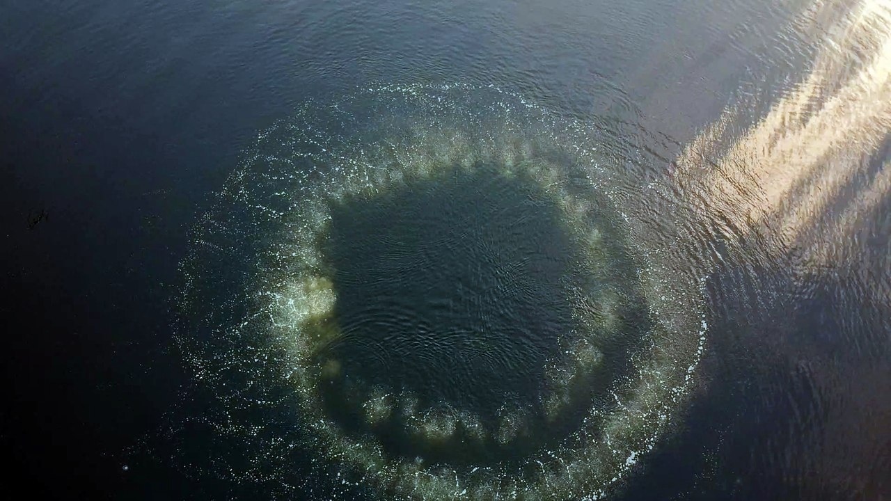 Whale Breaches Through Bubble Ring