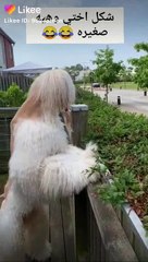 Trending videos - Likee Video_4