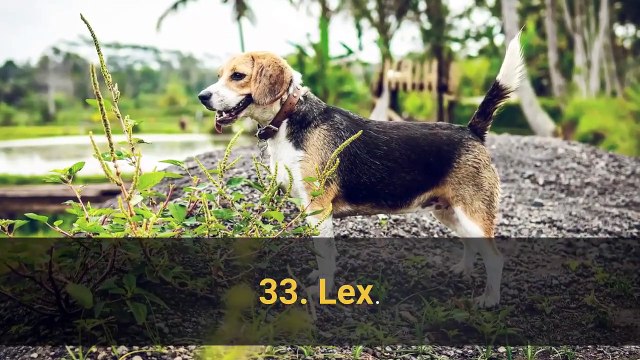 TOP 100 Ideas para mejores nombres de perros machos según la raza.