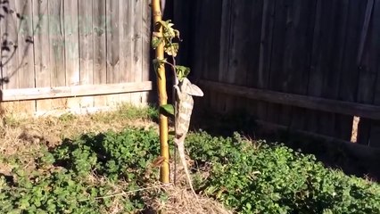 ANIMALES DIVERTIDOS