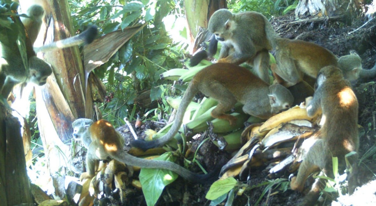 Agricultores del Huila comparten fruta con animales silvestres