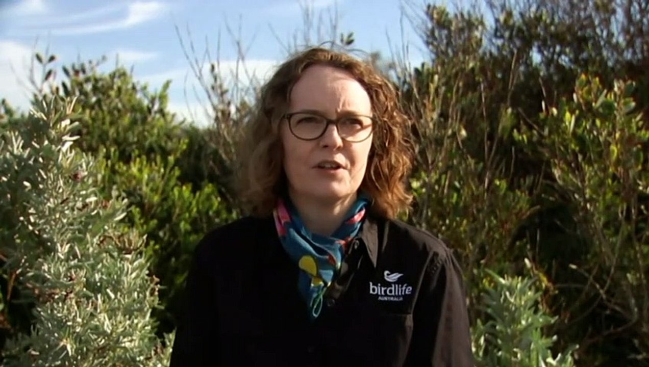 Aussie Backyard Bird Count underway
