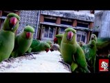 Parrots sanctuary in Chennai -  Every day, hundreds of Parrots make a visit to Royapettah