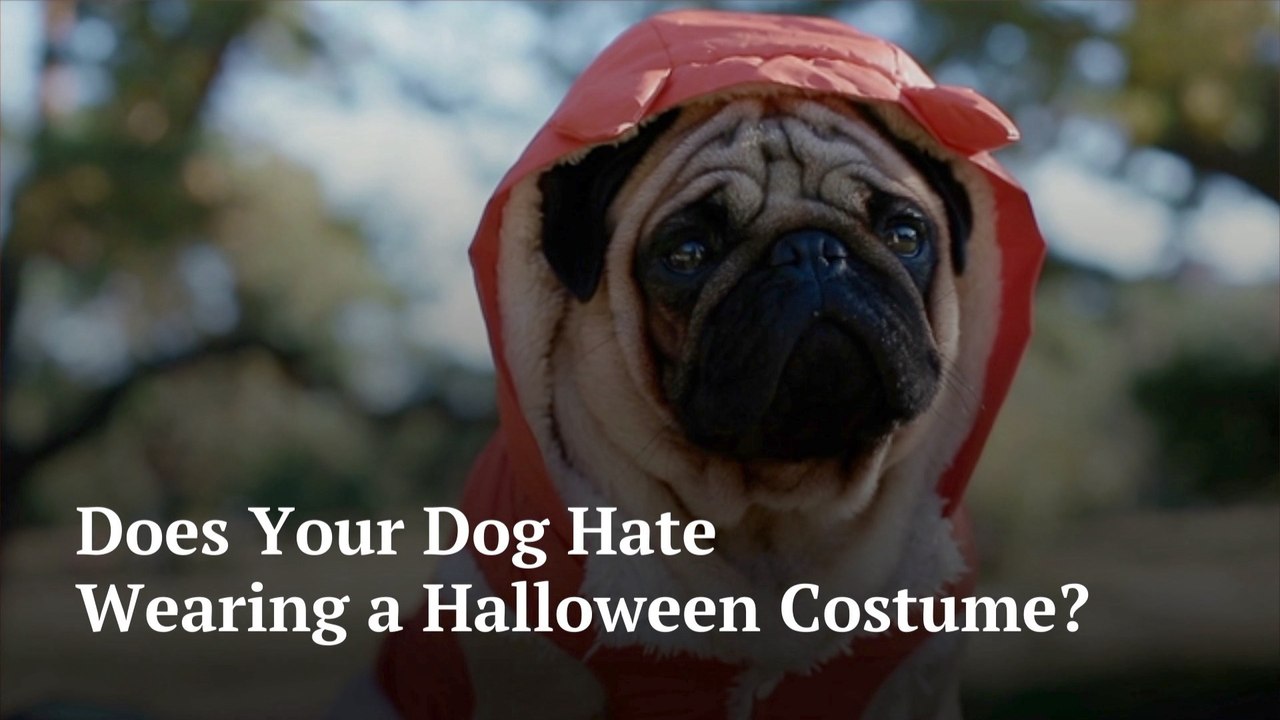 The Puppies On Halloween