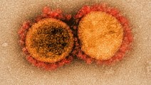 How viruses like the coronavirus mutate