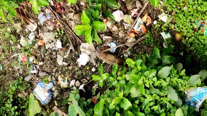 A Jackal finding it's food in garbage