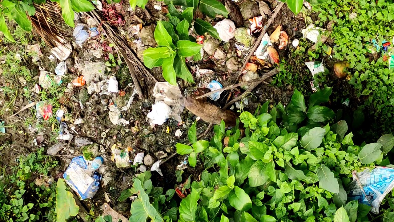 A Jackal finding it's food in garbage
