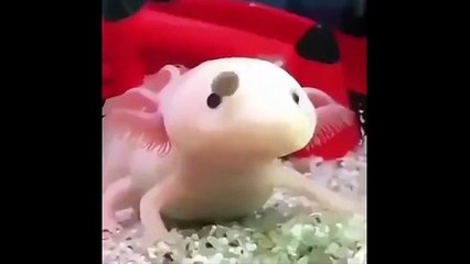 MEME COMPILATION VIDEOS RANDOM SHITPOST PART 2