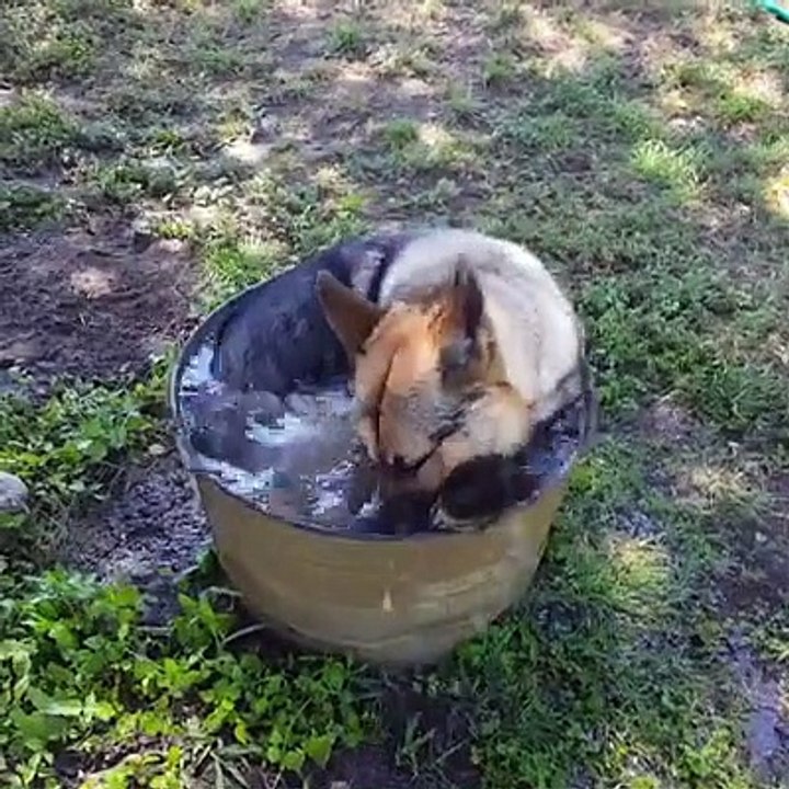 funny moments with animals 1