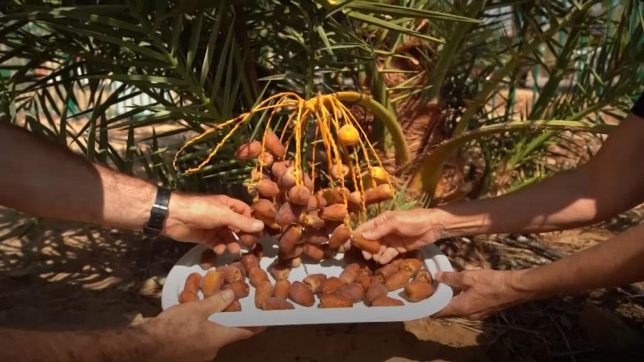 İsrail 2000 yıllık tohumlardan nesli tükenmiş hurma üretti