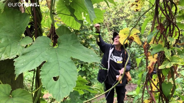 Londra: entro il 2050 meno inquinamento e più spazi verdi