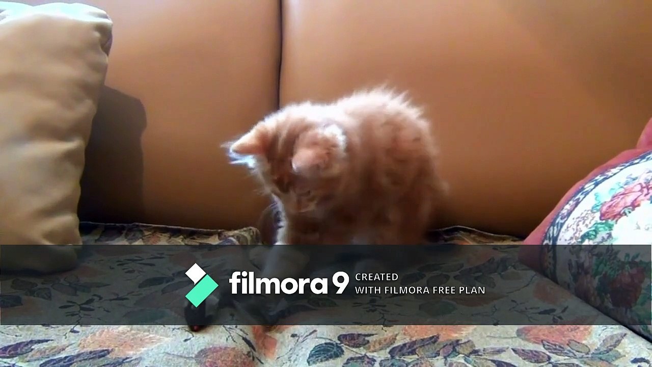 Funny cat video