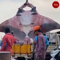 Giant manta ray weighing 750 kg caught by fisherman off Karnataka coast