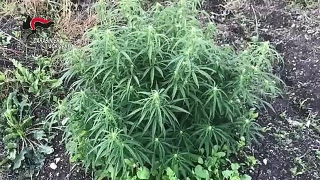 Campobello di Licata (AG) - Piantagione di marijuana, arrestati due coniugi (21.10.20)
