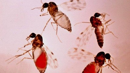 Adana’da ‘kör eden’ sinek tehlikesi