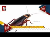 Is Cockroach Milk the Superfood of the future? | 30 sec news