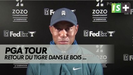 Retour du Tigre dans le bois de Sherwood