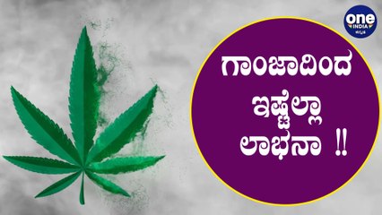 ಗಾಂಜಾ ಕೆಟ್ಟದಾ ಈ ಸ್ಟೋರಿ ನೋಡಿ | Unknown facts about Cannabis | Oneindia Kannada