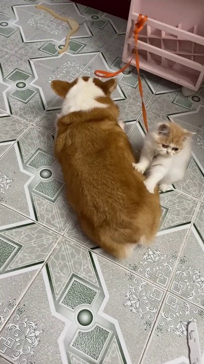 Un chat qui fait un massage à un chien Corgi pendant qu'il mange