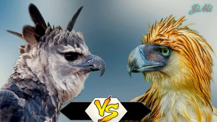 Đại Bàng Harpy & Đại Bàng Philippines  | Kẻ Nào Thật Sự Mạnh Hơn?