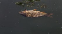 Sewage in Iraq waters: Pollution blamed for killing thousands of fish