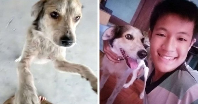 Ce chien perdu pleure de joie lorsqu'il retrouve son maître après plusieurs mois
