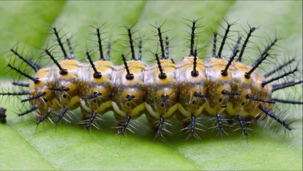 Tamron 90mm Macro Lens Review 📷